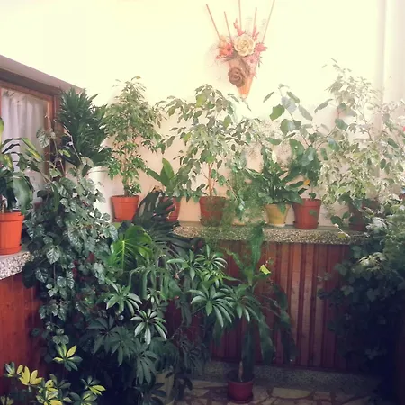 Vylchev Проживання в сім'ї *