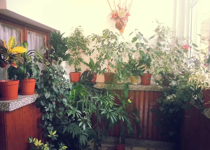 Vylchev Homestay szállás *