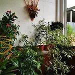 Vylchev Homestay