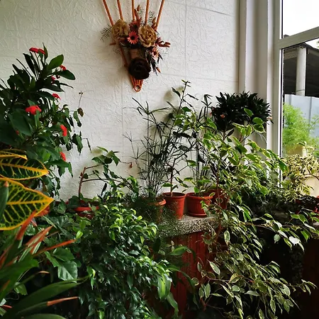 Vylchev Проживание в семье